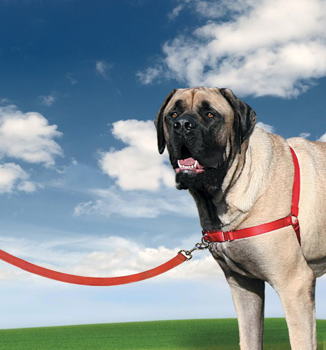 Easy Walk Harness Köpek Göğüs Tasması X Small
