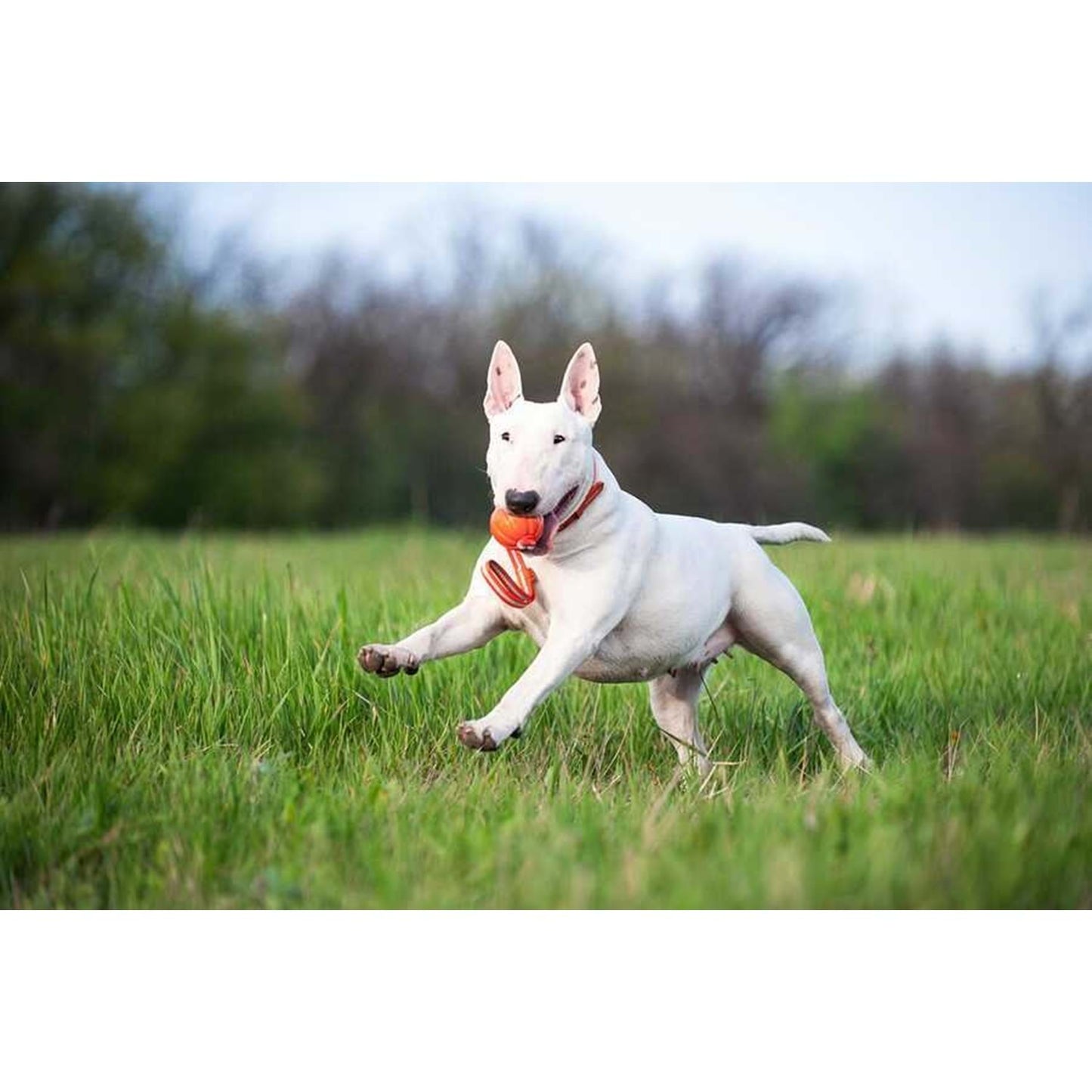 Collar Liker Line 9 Büyük Irk Köpek Oyuncağı 9 Cm Turuncu