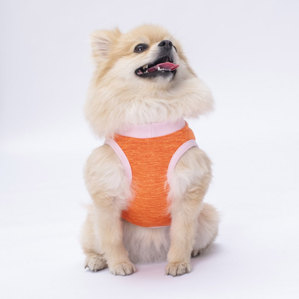 Pawstar Orange Joy Tişört Large 30x33x46 cm