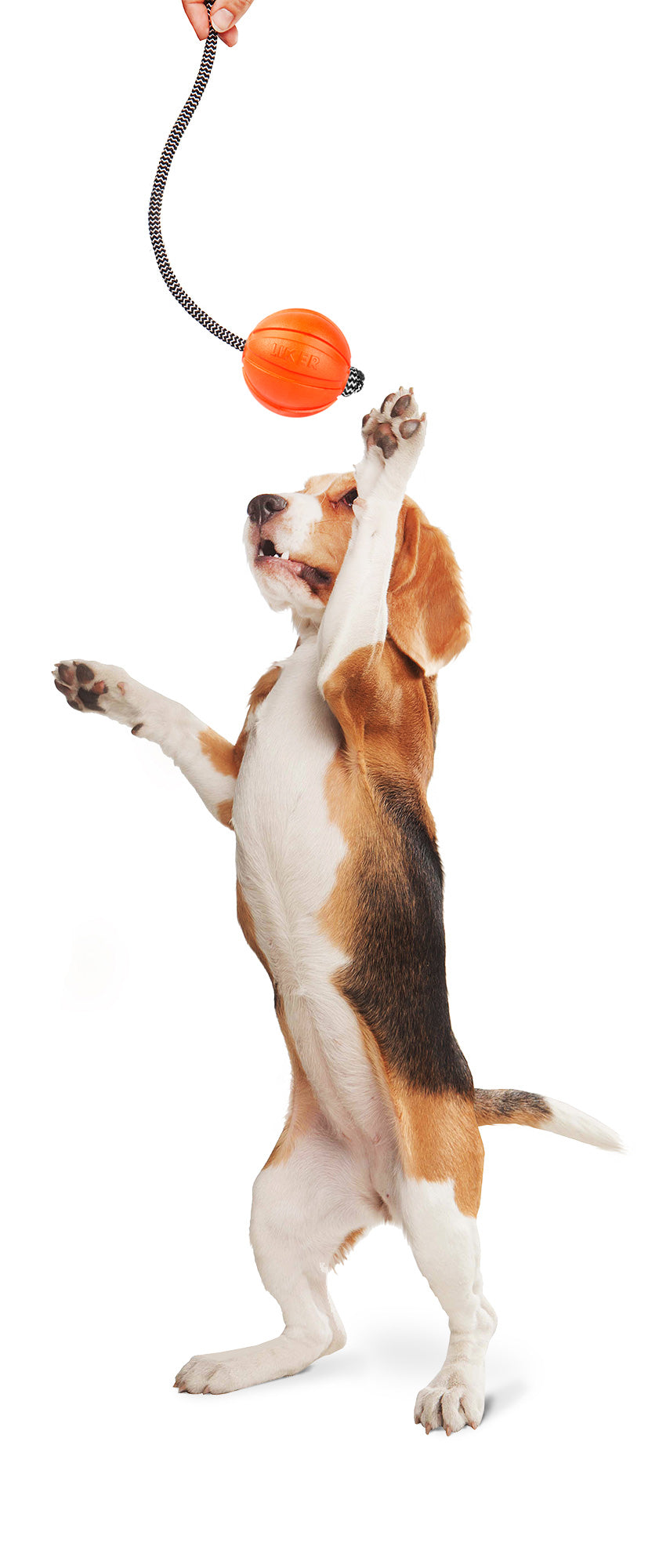 Collar Liker Cord 5 Küçük Irk ve Yavru Köpek Eğitim Oyuncağı 5 Cm